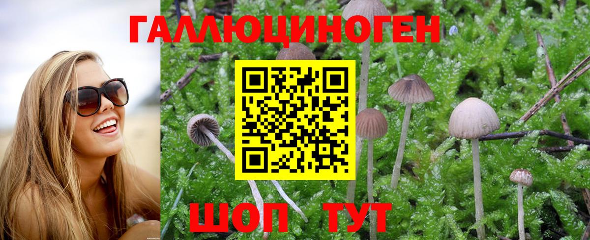 Псилоцибиновые грибы Psilocybe Жуковский